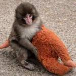 punch the mokey zoo fighter