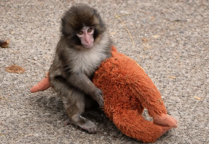 punch the mokey zoo fighter